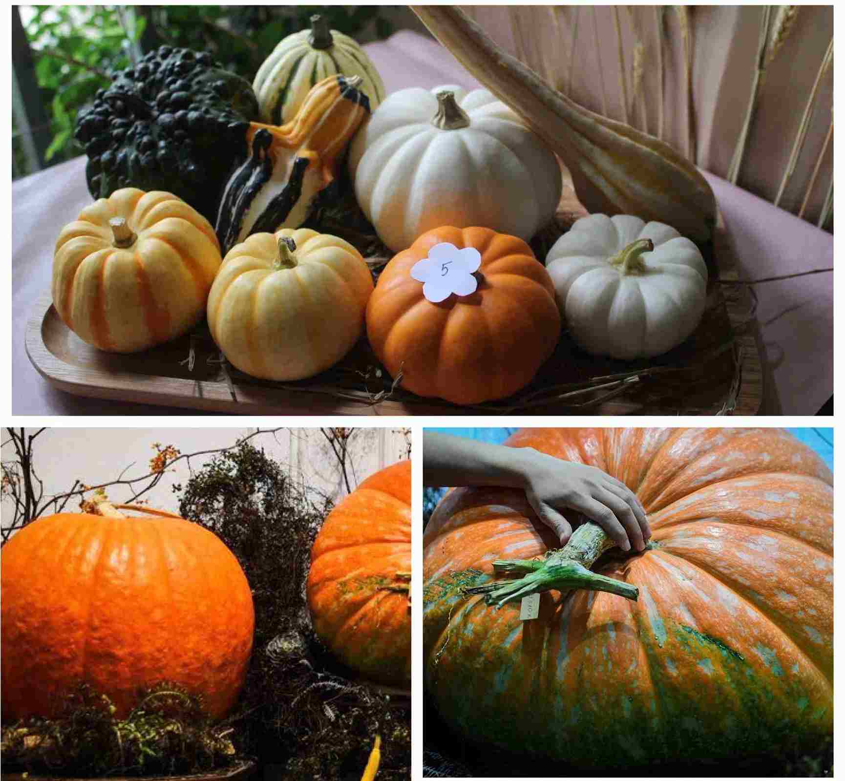 Bí ngô là loại mặt hàng được "săn" đón nhiều trong dịp lễ năm nay.  