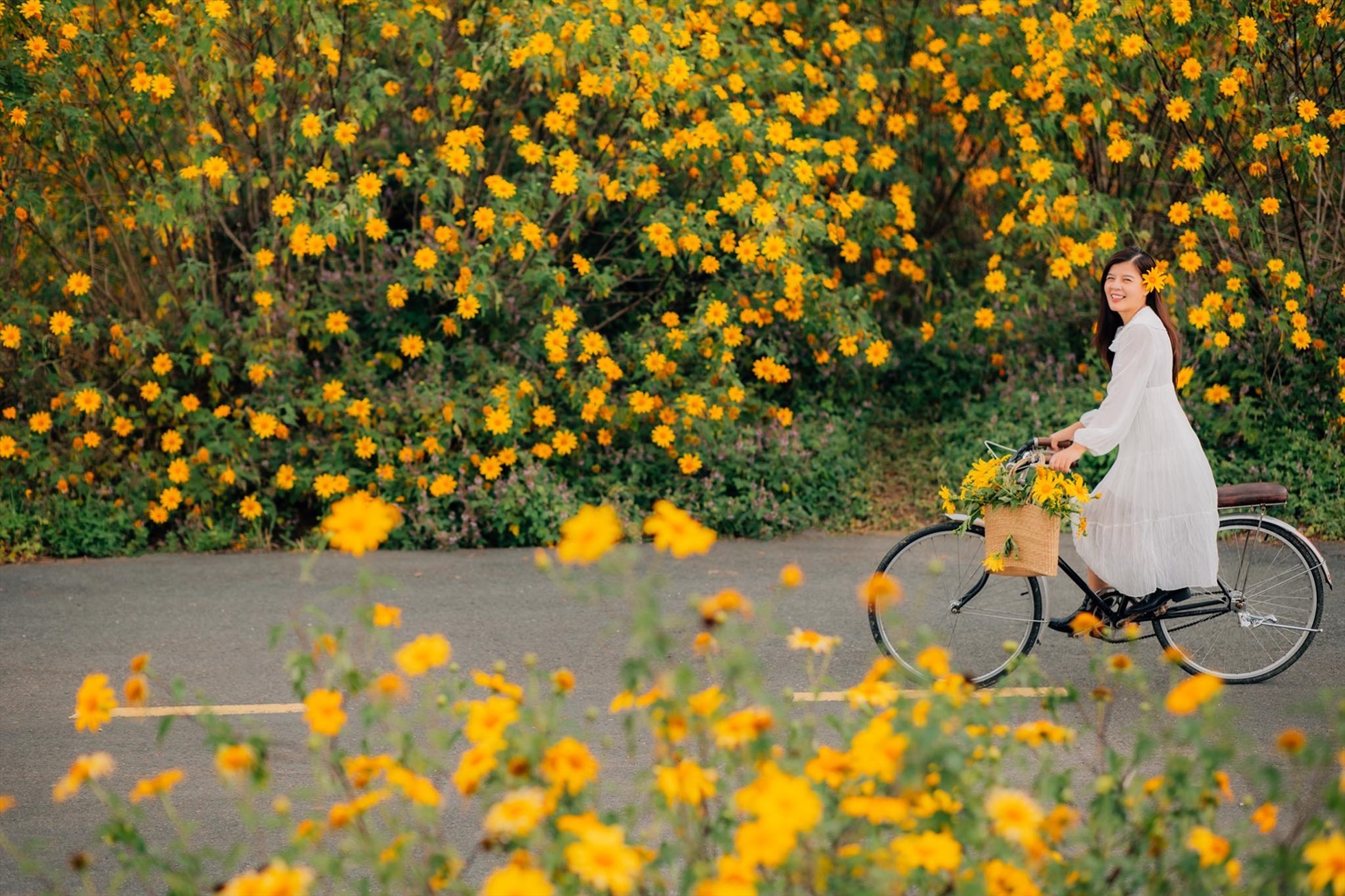 Hoa dã quỳ tại sân vận động Phan Đình Phùng, Đà Lạt. Ảnh: Đồng Ngô
