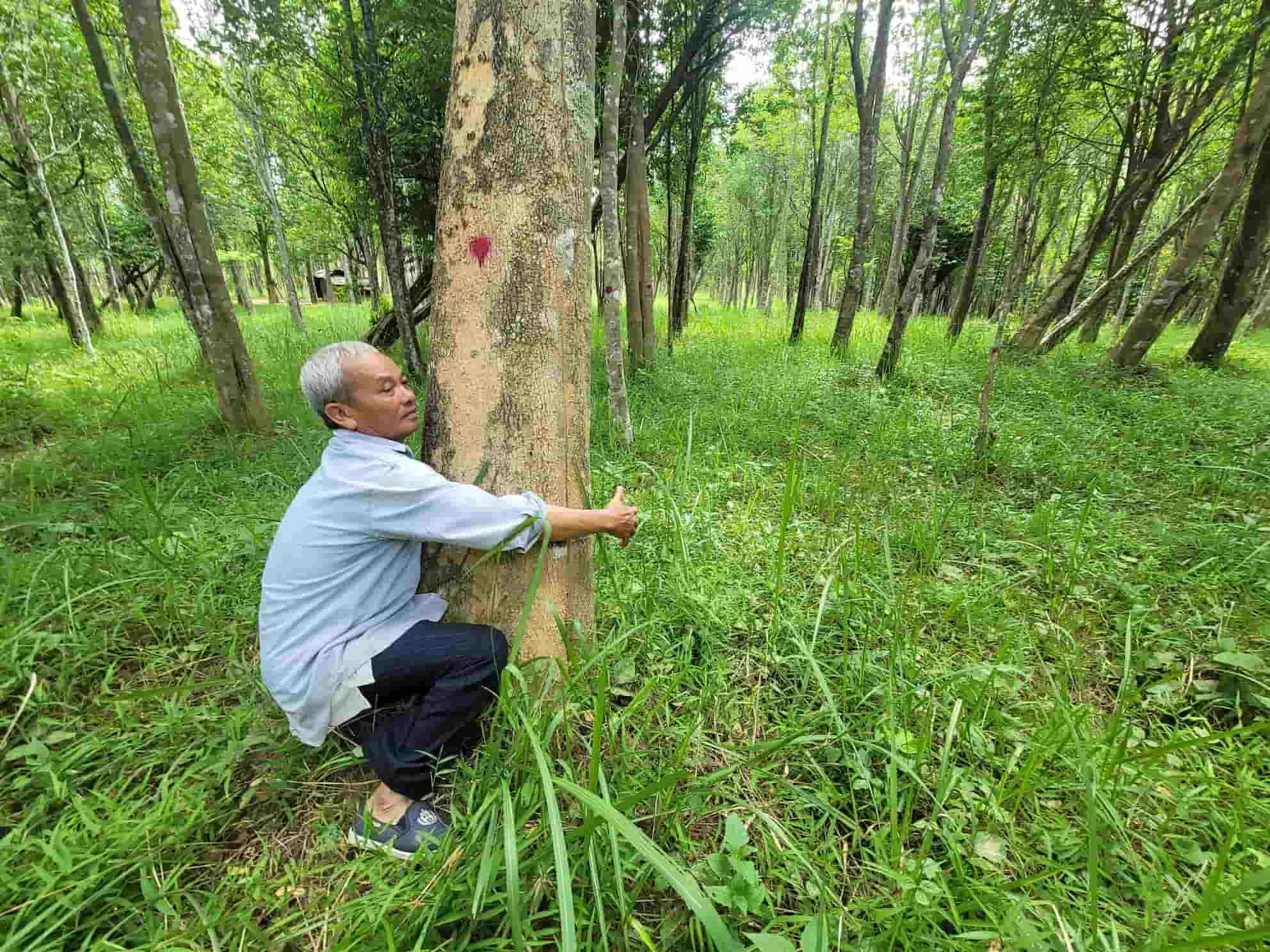 Nhiều người dân ở Khánh Hòa lựa chọn trồng cây dó bàu để khai thác Trầm Hương. Ảnh: Hữu Long