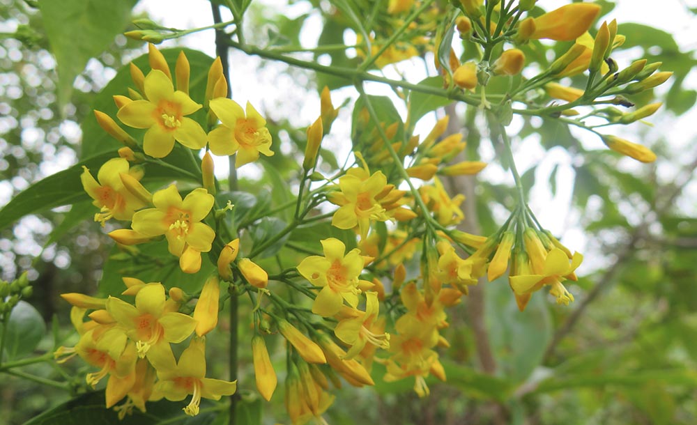 Tình trạng ăn lá ngón tự tử ở các huyện vùng cao Điện Biên vẫn rất khó kiểm soát. Ảnh: Thanh Bình