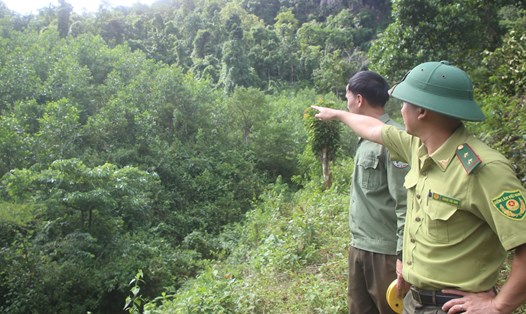 Diện tích đất nằm trong sổ đỏ của BQL Khu Bảo tồn thiên nhiên Đakrông, nhưng do người dân canh tác từ lâu. Ảnh: Hưng Thơ.