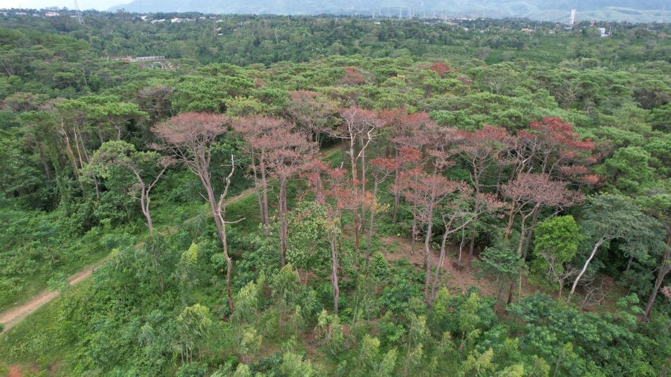Một diện tích rừng đặc dụng thuộc quản lý của BQL rừng phòng hộ Hướng Hóa - Đakrông bị đầu độc rồi lấn chiếm đất. Ảnh: Hưng Thơ.