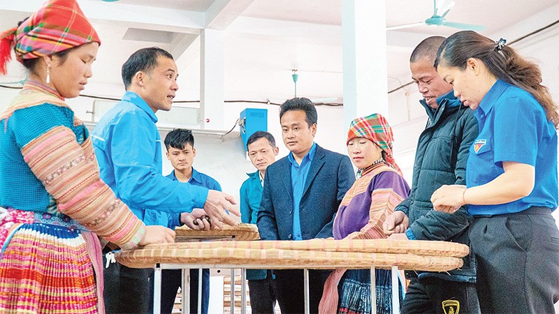Các công ty liên kết với người dân xã Tả Thàng (huyện Mường Khương) chăm sóc và phát triển cây chè Shan tuyết đặc hữu để xuất khẩu. Ảnh: Quốc Hồng