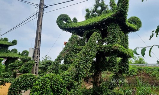 Chiêm ngưỡng Chùa Một Cột làm từ cây sanh độc đáo ở Nam Định. Ảnh: Lương Hà