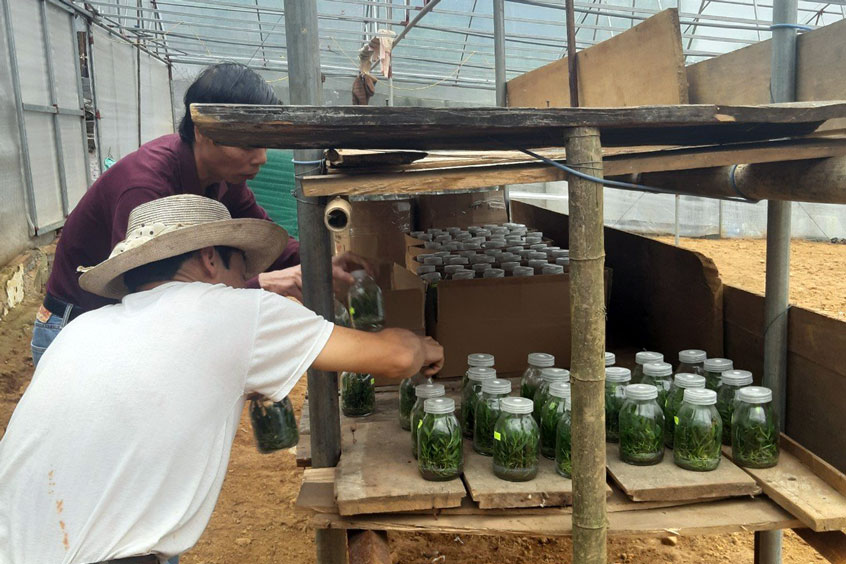 Năm 2018, ông Thủy cho Công ty Tài Nguyên Xanh thuê lại 2 mảnh đất của ông tại thôn Sơn Mãn 2, xã Vạn Hòa, TP Lào Cai để triển khai dự án cây dược liệu. (Ảnh tư liệu).