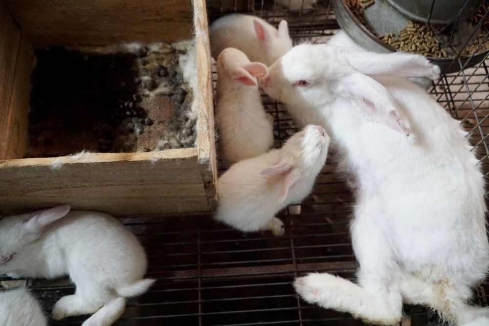 Những đàn thỏ trắng muốt trong trang trại của gia đình anh  