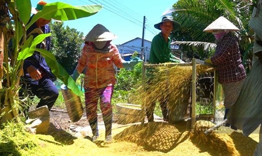 Lúa chét sau khi thu hoạch xong được xử lý khâu tiếp theo để loại bỏ rơm rạ còn bám. Ảnh: Nguyên Anh