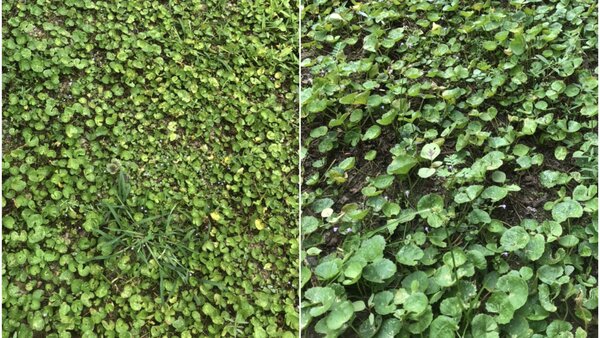 2 hình ảnh mà phía công ty CCV Group cung cấp đến Báo Lao Động để minh chứng cho việc vùng trồng rau má bị thiệt hại do thời tiết. Ảnh: DNCC