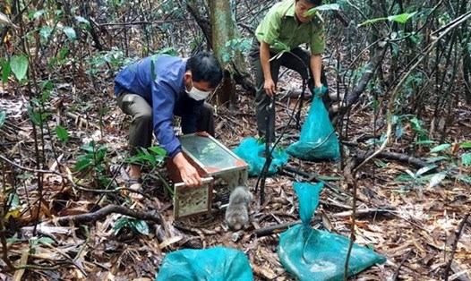 Cơ quan chức năng ở Đắk Nông tiến hành thả động vật hoang dã nguy cấp, quý hiếm về rừng. Ảnh: Lệ Sương