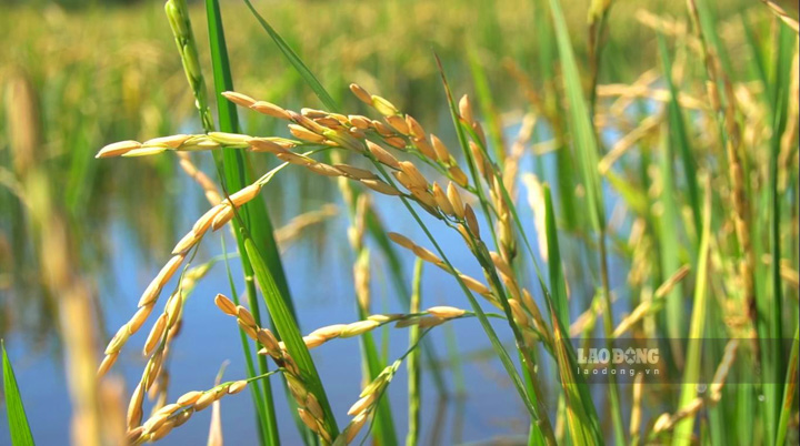 Lúa chét (còn gọi là lúa tái sinh) chính là tận dụng mầm mọc lên từ gốc rạ của lúa vụ trước.