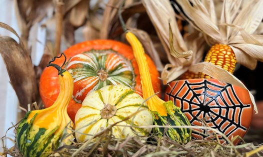 Đa dạng các loại bí ngô đủ kích cỡ và màu sắc phục vụ cho dịp Halloween. Ảnh: Như Quỳnh