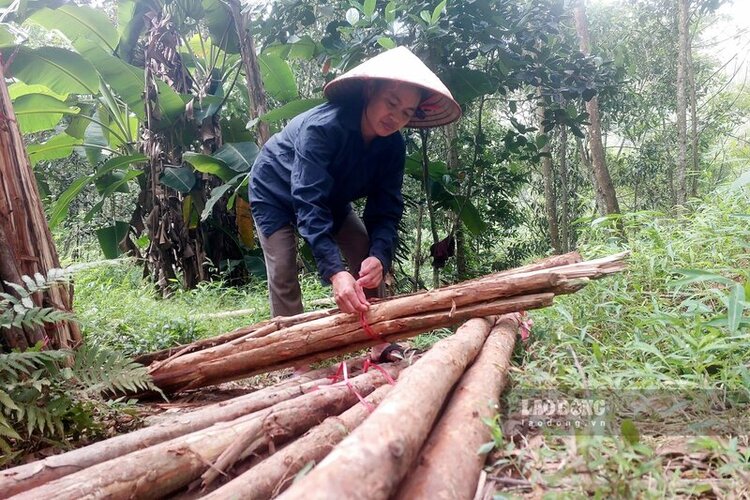 Từ lúc bị đau xương khớp, chị Sinh chỉ nhặt được 3 bó củi/ngày, mỗi bó bán 10 ngàn đồng. Ảnh: Tô Công.