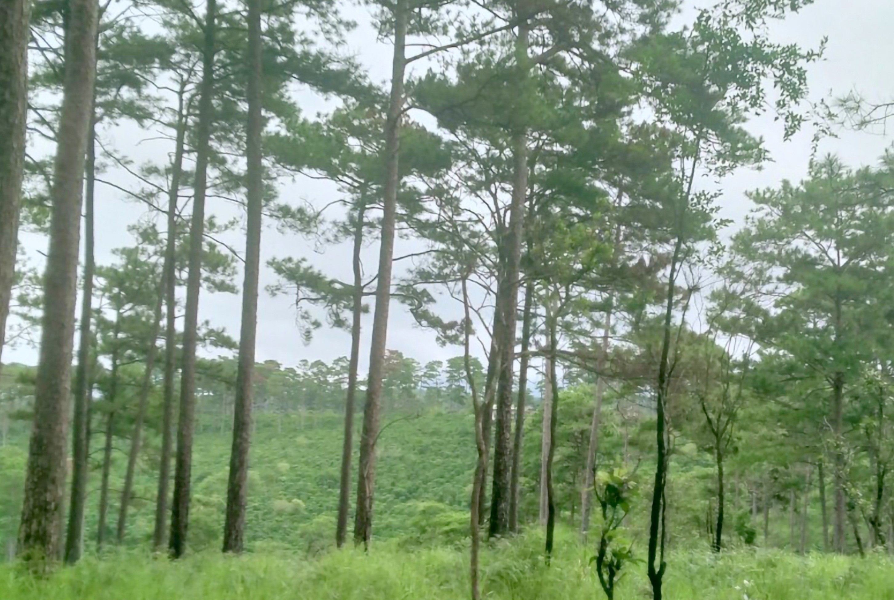 Nhiều cây thông bị kẻ gian khoan lỗ, đổ hóa chất hạ độc nay đã được cứu sống, xanh lá trở lại. Ảnh: Khánh Phúc