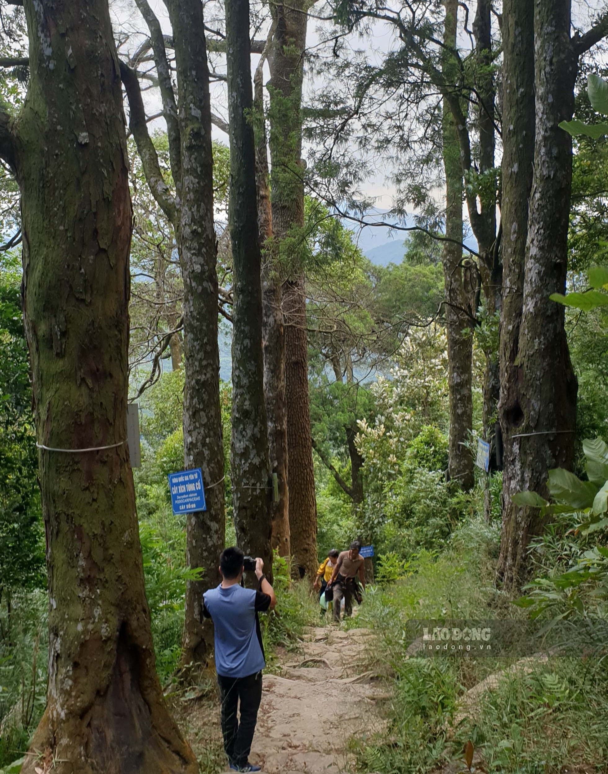Đường cây Xích Tùng cổ trên Yên Tử. Ảnh: Nguyễn Hùng