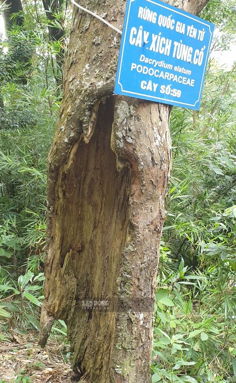 Một cây Xích Tùng cổ trên Yên Tử bị mọt rỗng phần gốc. Ảnh: Nguyễn Hùng
