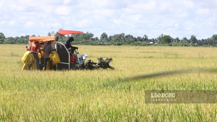 Đề án 1 triệu hecta chuyên canh lúa chất lượng cao, phát thải thấp gắn với tăng trưởng xanh vùng ĐBSCL sắp được triển khai sẽ giúp nâng cao giá trị cho nông dân và doanh nghiệp. Ảnh: Phương Anh