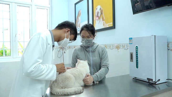 Nhiều khách hàng đưa mèo tới để bác sĩ thăm khám, điều trị. Ảnh: Yến Phương