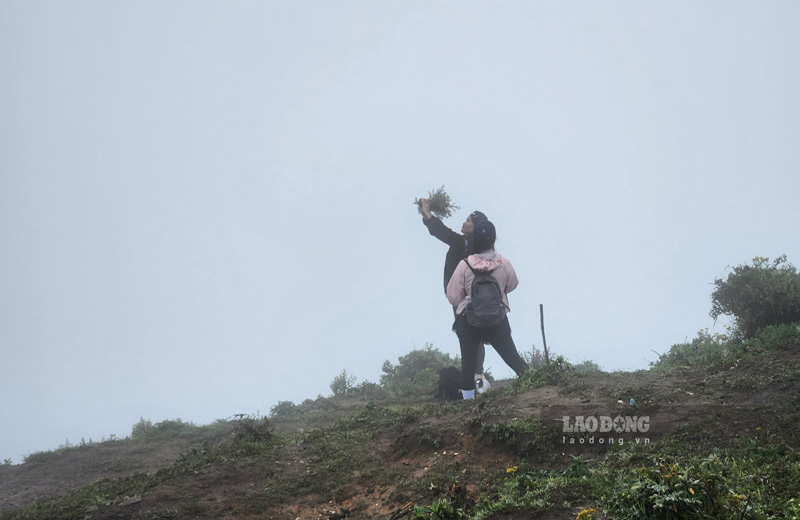 Nhiều người leo núi bẻ hoa chi pâu chỉ để chụp ảnh. Ảnh: Tân Văn.