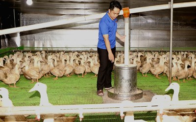Một đoàn viên thanh niên ở tỉnh Bình Dương khởi nghiệp với mô hình nuôi vịt trên cạn bằng phương pháp nuôi lạnh, khép kín. Ảnh minh hoạ. Ảnh: Thanh Hà