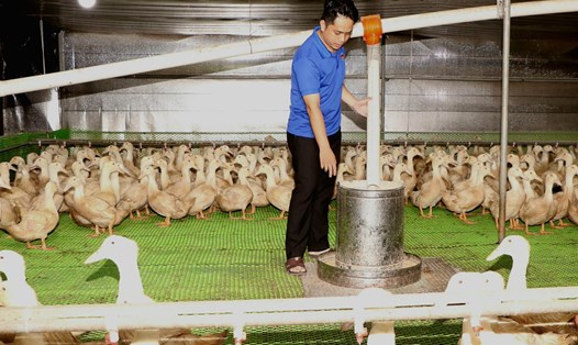 Một đoàn viên thanh niên ở tỉnh Bình Dương khởi nghiệp với mô hình nuôi vịt trên cạn bằng phương pháp nuôi lạnh, khép kín. Ảnh minh hoạ. Ảnh: Thanh Hà
