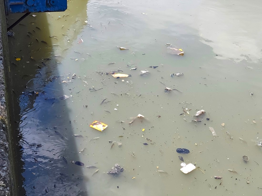 Cá dưới lòng kênh bơi trong rác thải dày đặc. Năm nào vào đầu mùa mưa cũng sẽ xuất hiện tình trạng cá chết hàng loạt trên kênh Nhiêu Lộc - Thị Nghè. 