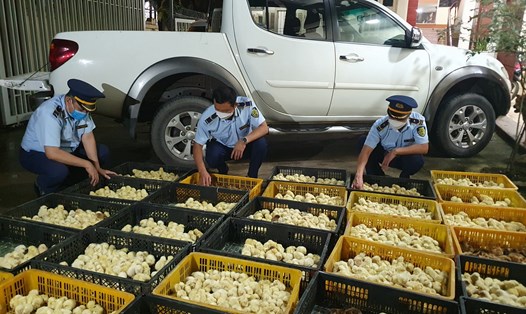 4.800 con gà giống nhập lậu từ Trung Quốc đã bị Đội QLTT số 3 phát hiện. Ảnh: Đội QLTT số 3- Cục QLTT tỉnh Lạng Sơn
