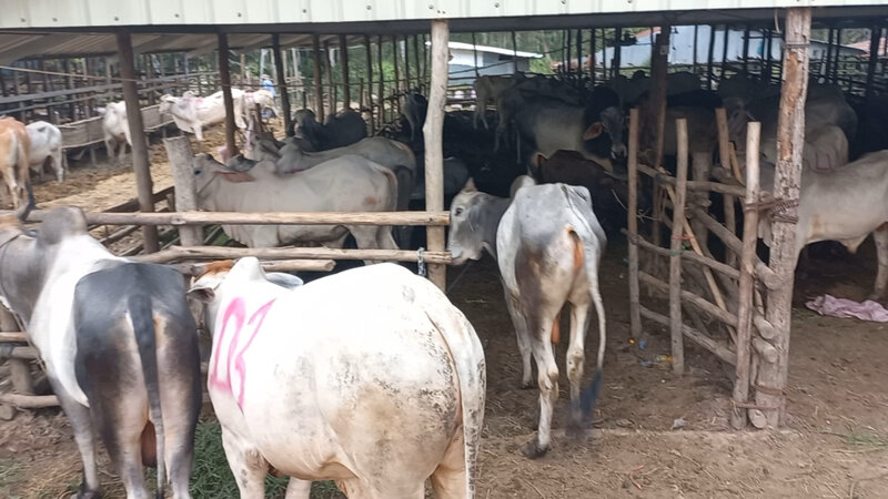 Những con trâu bò mua xong sẽ được đánh số TT đưa vào từng trại riêng để chờ vượt sông qua Việt Nam