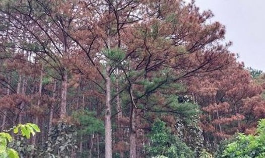 Nhiều cây thông ở huyện Lâm Hà (Lâm Đồng) bị héo lá, có dấu hiệu chết đứng. Ảnh: Lê Sơn