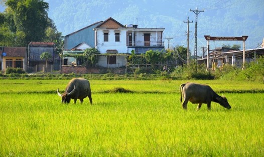 Một góc xã nông thôn mới Tịnh Giang, huyện Sơn Tịnh, tỉnh Quảng Ngãi. Ảnh: Ngọc Viên