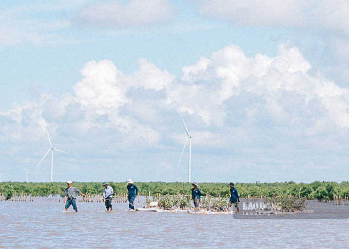 Đều đặn mỗi ngày, các thành viên của Tổ trồng rừng xã Lạc Hòa (Vĩnh Châu, Sóc Trăng) vượt qua khoảng 3km lớp bùn lầy lún hơn nửa gối người để mang cây con ra bãi bồi để trồng.