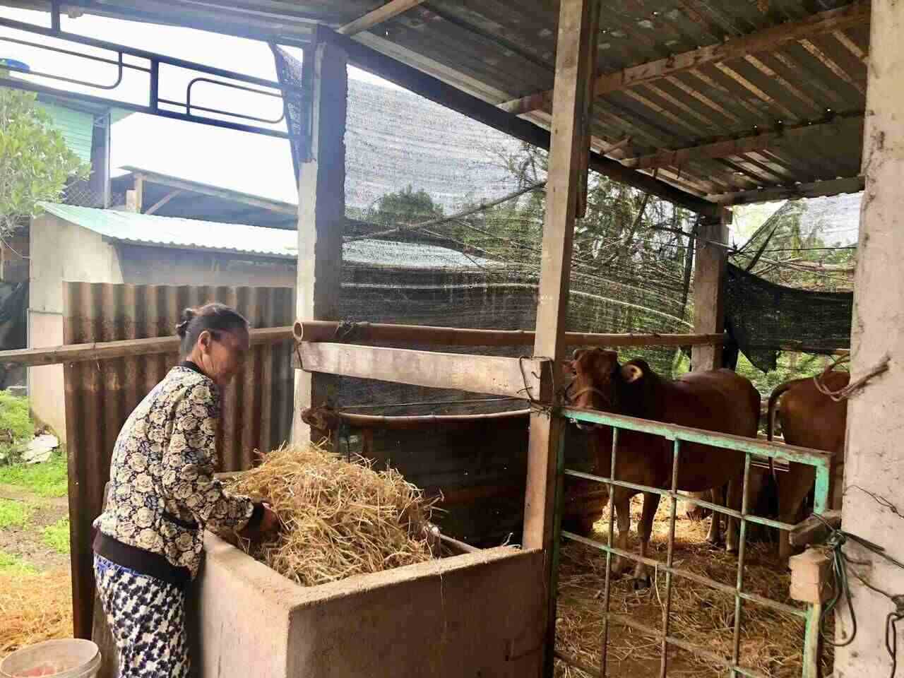 Bà Nguyễn Thị Hằng đã thoát nghèo nhờ mô hình nuôi bò. Ảnh: Lê Nguyên 
