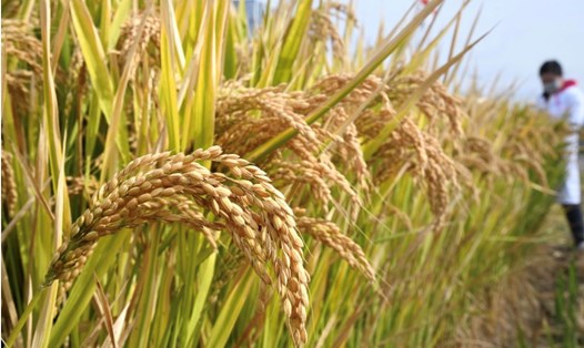 Philippines thông báo bỏ áp trần giá gạo sau 1 tháng triển khai. Ảnh minh họa: Xinhua