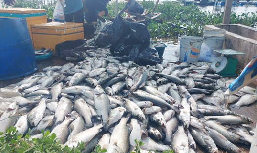 Cá chết sạch trong lồng bè khiến người nuôi ở thôn Song Hải, xã Thạch Sơn thiệt hại lớn. Ảnh: Trần Tuấn