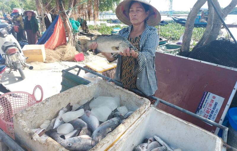 Bà Lộc xót xa khi toàn bộ khoảng 2000 con cá nuôi trong lồng bè của gia đình bị chết. Ảnh: Trần Tuấn.