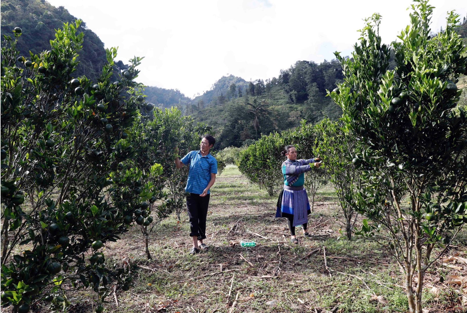 Bà con vùng cao thoát nghèo nhờ nguồn vốn chính sách của NHCSXH. Ảnh: Vĩnh Hoàng