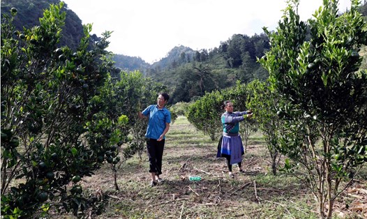 Bà con vùng cao thoát nghèo nhờ nguồn vốn chính sách của NHCSXH. Ảnh: Vĩnh Hoàng