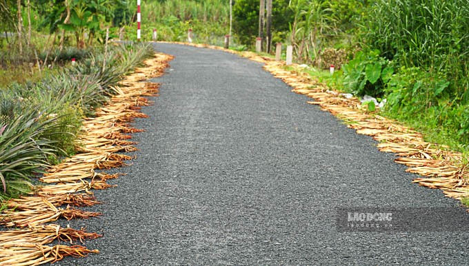 Có người phơi khoảng sân to, có hộ chỉ vỏn vẹn một góc sân nhà, thậm chí bà con còn tận dụng cả 2 bên lề đường để phơi.