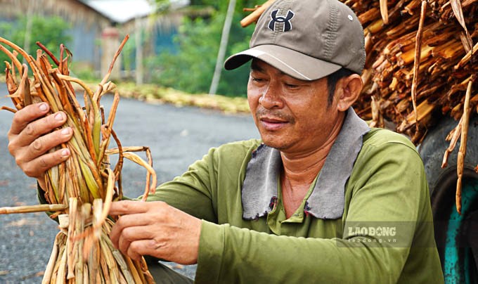 Ông Lý Hồng Quang ở xã Hỏa Tiến (Vị Thanh, Hậu Giang) tận dụng bãi sông trước nhà khoanh nuôi 4000m2 lục bình. Với diện tích này mỗi tháng gia đình thu hoạch, phơi khô bán được 20 triệu đồng. “Lục bình nuôi một thời gian để cho thân dài phù hợp với yêu cầu của thương lái. Mình cứ ngăn nhiều nơi, cắt nơi này xong thì cắt nơi khác nên hầu như có thu nhập quanh năm”.