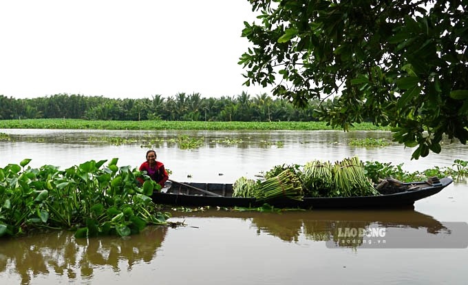 Một số khác thì bơi xuồng dọc các sông tìm những đám lục bình trôi có thân dài để cắt. 