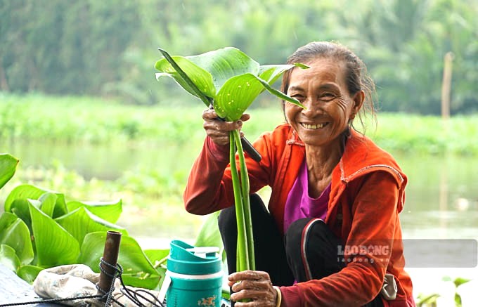 Nhà không đất sản xuất nên nghề cắt lục bình là nguồn thu nhập chính của bà Bùi Thị Nga ở xã Hỏa Tiến (Vị Thanh, Hậu Giang). Bà Nga cho biết: “Tùy theo thời điểm có ngày cắt phải 500kg lục bình tươi. Sau đó về phơi khô rồi bán cho thương lái với giá 20.000 đồng/kg, thu nhập mỗi tháng khoảng 3-4 triệu đồng. Cũng nhừ cây lục bình mà đời sống kinh tế đỡ phần vất vả”.