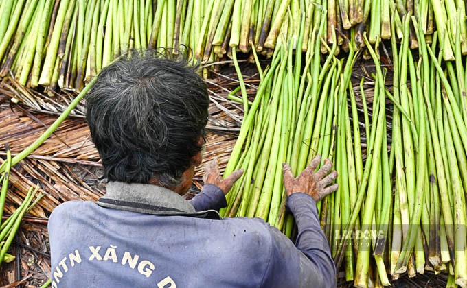 Lục bình sau khi cắt sẽ được mang lên bãi phơi khô, sau đó sẽ được xử lý cho trắng trước khi giao cho thương lái.