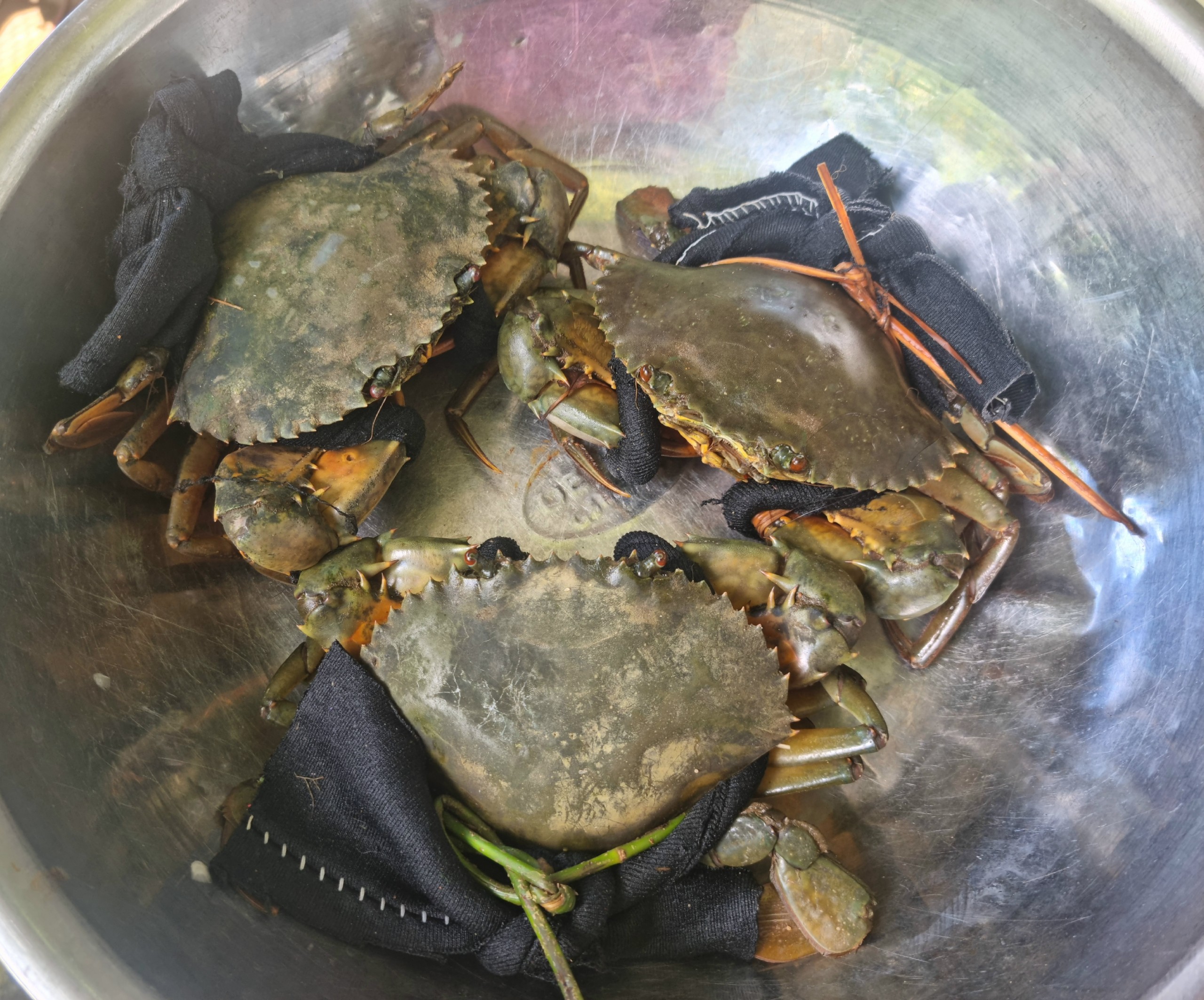 Giá cua biển và tôm thẻ tại tỉnh Trà Vinh đã quay đầu tăng, người nuôi vui mừng nhưng tôm và cua chưa đạt trọng lượng xuất bán. Ảnh: Hoàng Lộc