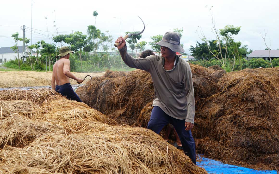 Sau thu hoạch, nông dân miền Tây hái ra tiền nhờ rơm rạ