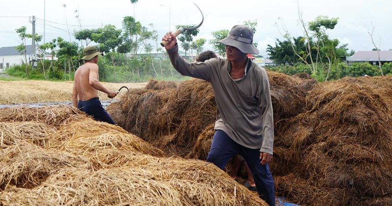 Sau thu hoạch, nông dân miền Tây hái ra tiền nhờ rơm rạ