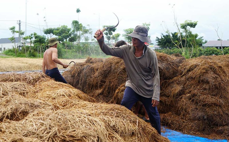 Giá nấm rơm tăng cao, nông dân chưa kịp mừng lại lo