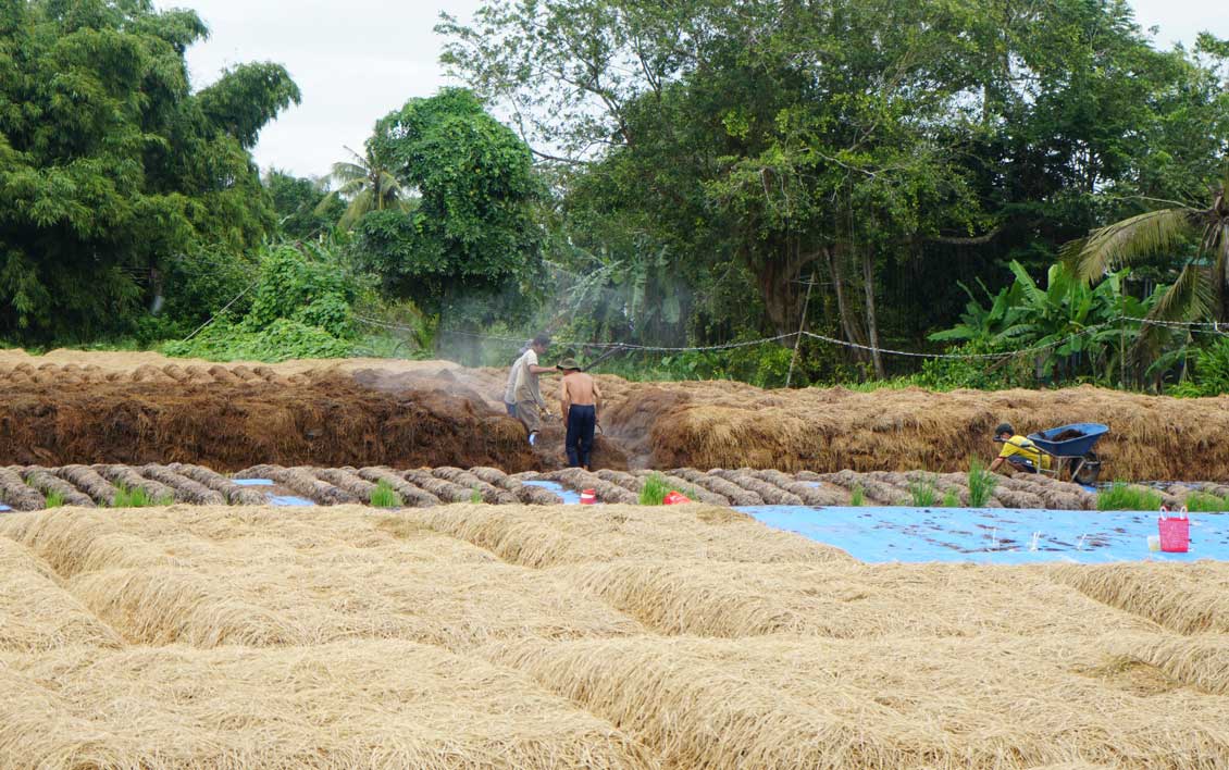 Một số nông dân tận dụng rơm để trồng nấm, tăng thu nhập. Ảnh: Mỹ Ly 