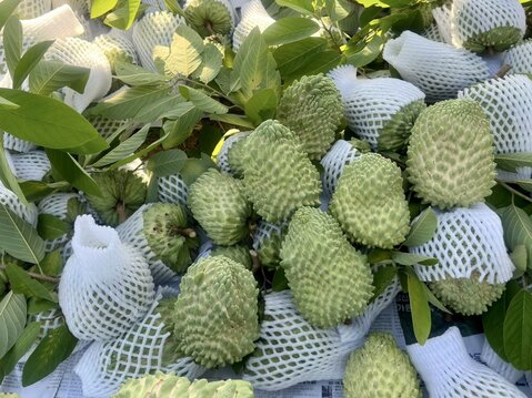 Những trái na chín tại HTX Mé Lếch đang được trào bán tại các chợ đầu mối, khu vực miền Nam, Thị trường thương mại điện tử. Ảnh: Minh Thành
