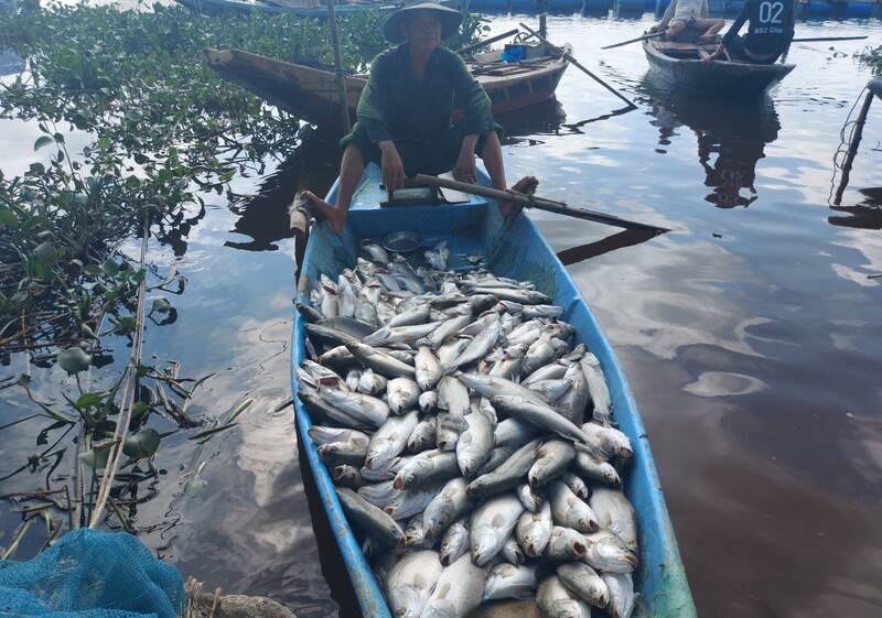 Người dân đưa cá chết từ lồng bè lên bờ để bán rẻ, vớt vát giảm bớt thiệt hại. Ảnh: Trần Tuấn.