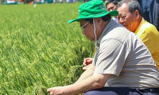 Thủ tướng Chính phủ Phạm Minh Chính khảo sát mô hình nông nghiệp công nghệ cao, sản xuất lúa tại xã Mỹ Đông, huyện Tháp Mười, tỉnh Đồng Tháp hồi tháng 8.2023. Ảnh: VGP