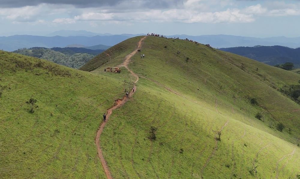 Những đồi cỏ xanh cuốn hút các đoàn trekking. Ảnh: Phạm Duy